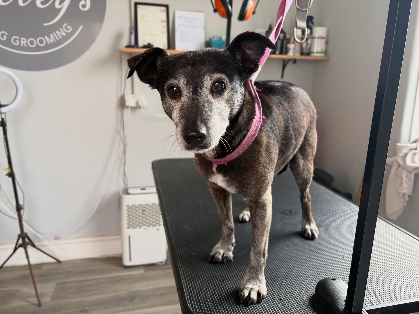 Jack Russell terrier on the grooming table