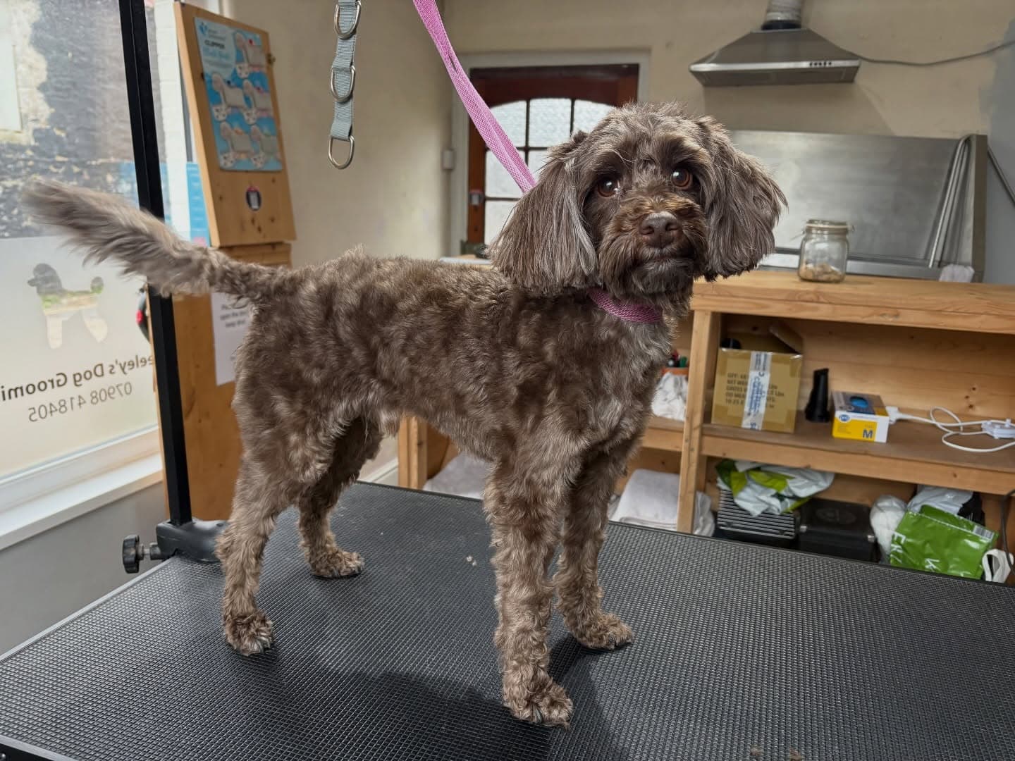 Cockapoo standing proud after grooming