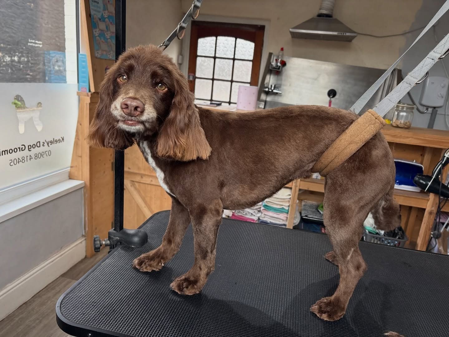 Cocker Spaniel puppy after first groom