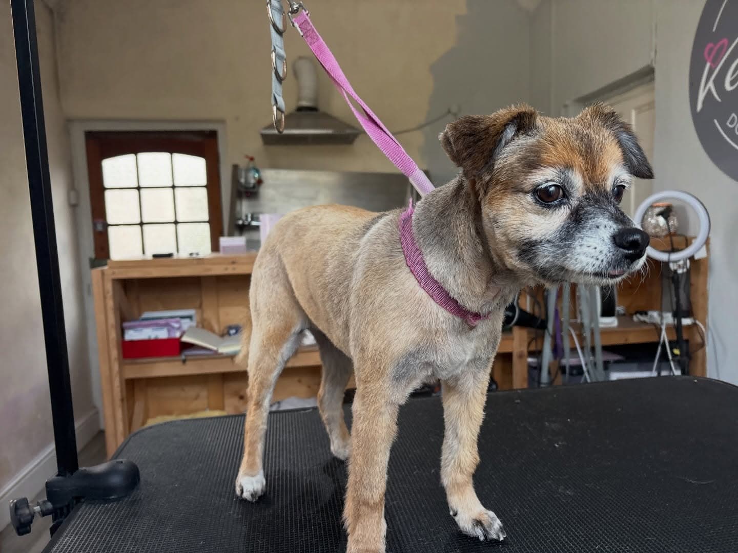 Collie Cross Tidy Up after