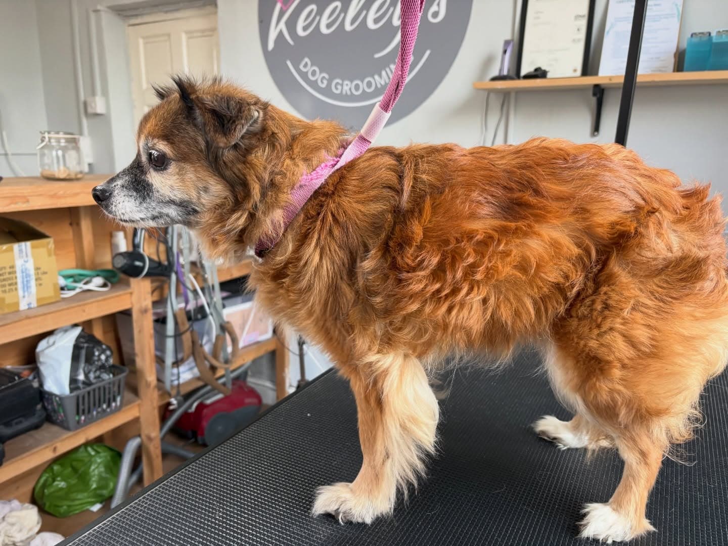 Collie Cross Tidy Up before