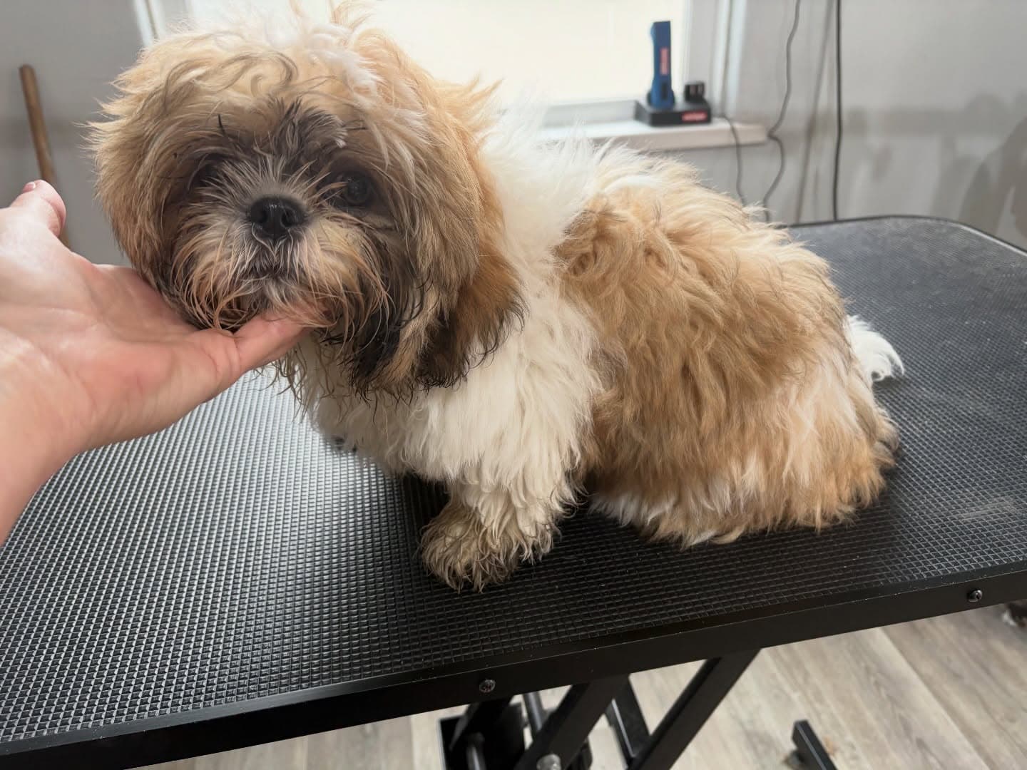 Shih Tzu Teddy Bear before