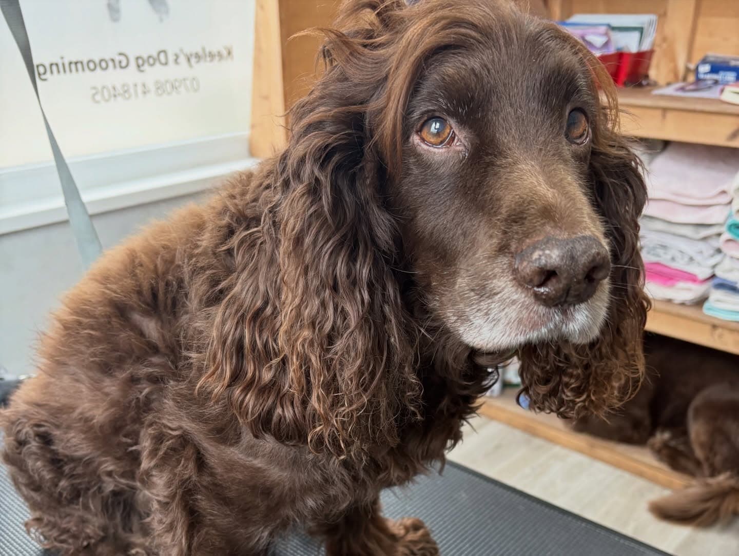 Cocker Spaniel Clip before